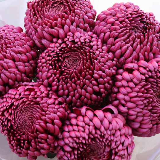 Букет из винных хризантем