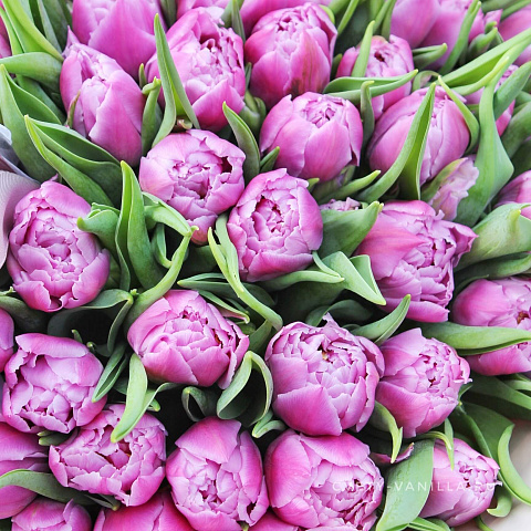 Новинки букетов 2026: 59 пионовидных тюльпанов