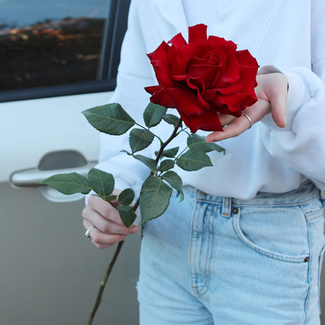 Розы поштучно: Французская роза Explorer