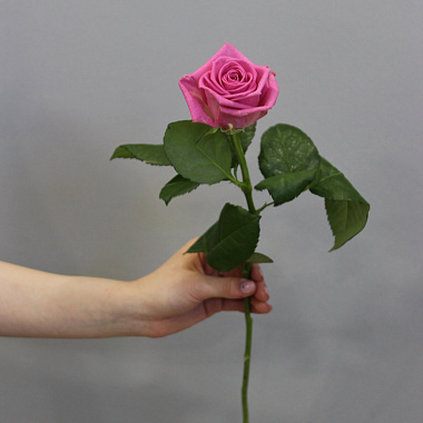 Роза Аква 60 см