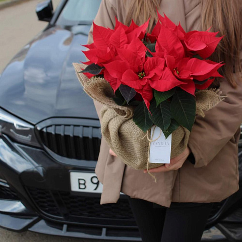 Пуансеттия "Рождественская звезда" - изображение 2