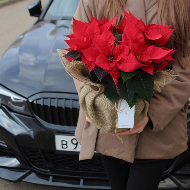 Пуансеттия "Рождественская звезда" - изображение 2