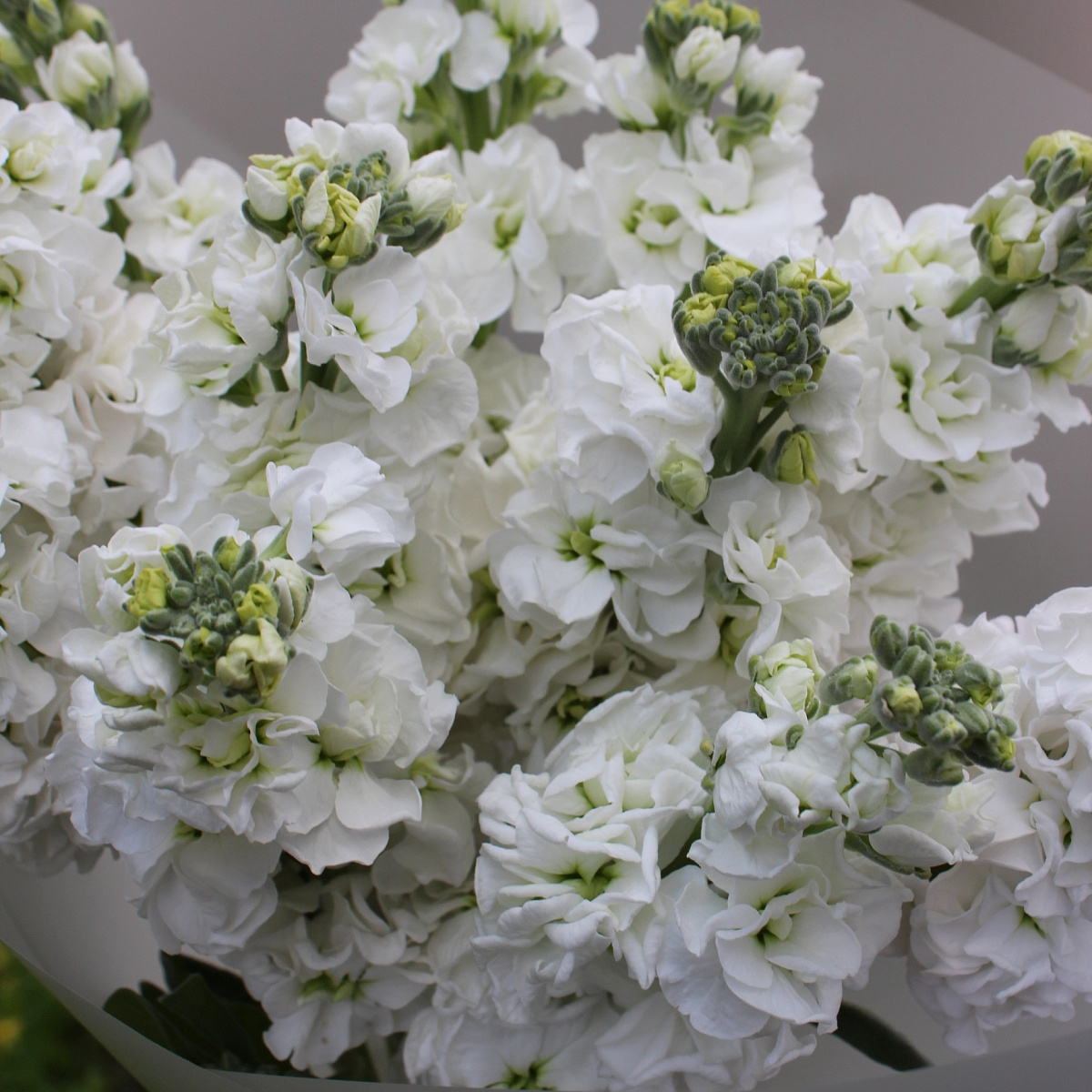 Букет из белой матиолы в оформлении