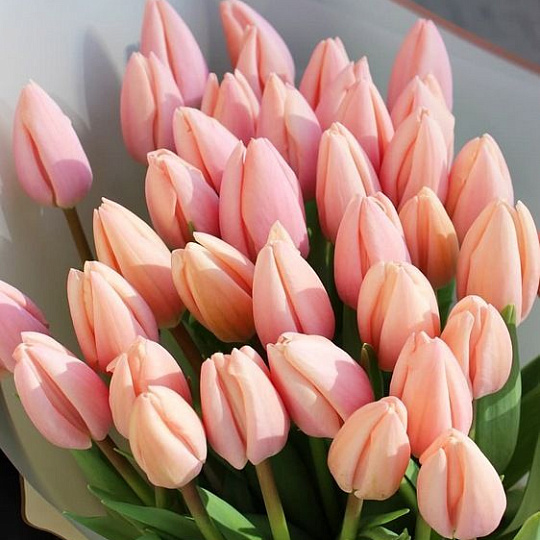 Подарки на 14 февраля: 39 тюльпанов лососевого цвета