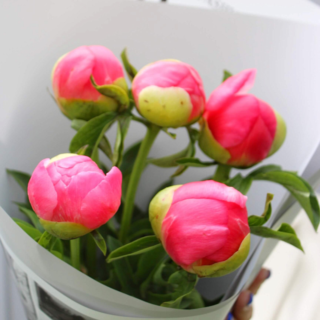 Цветы: Букет из 5 пионов Coral Charm