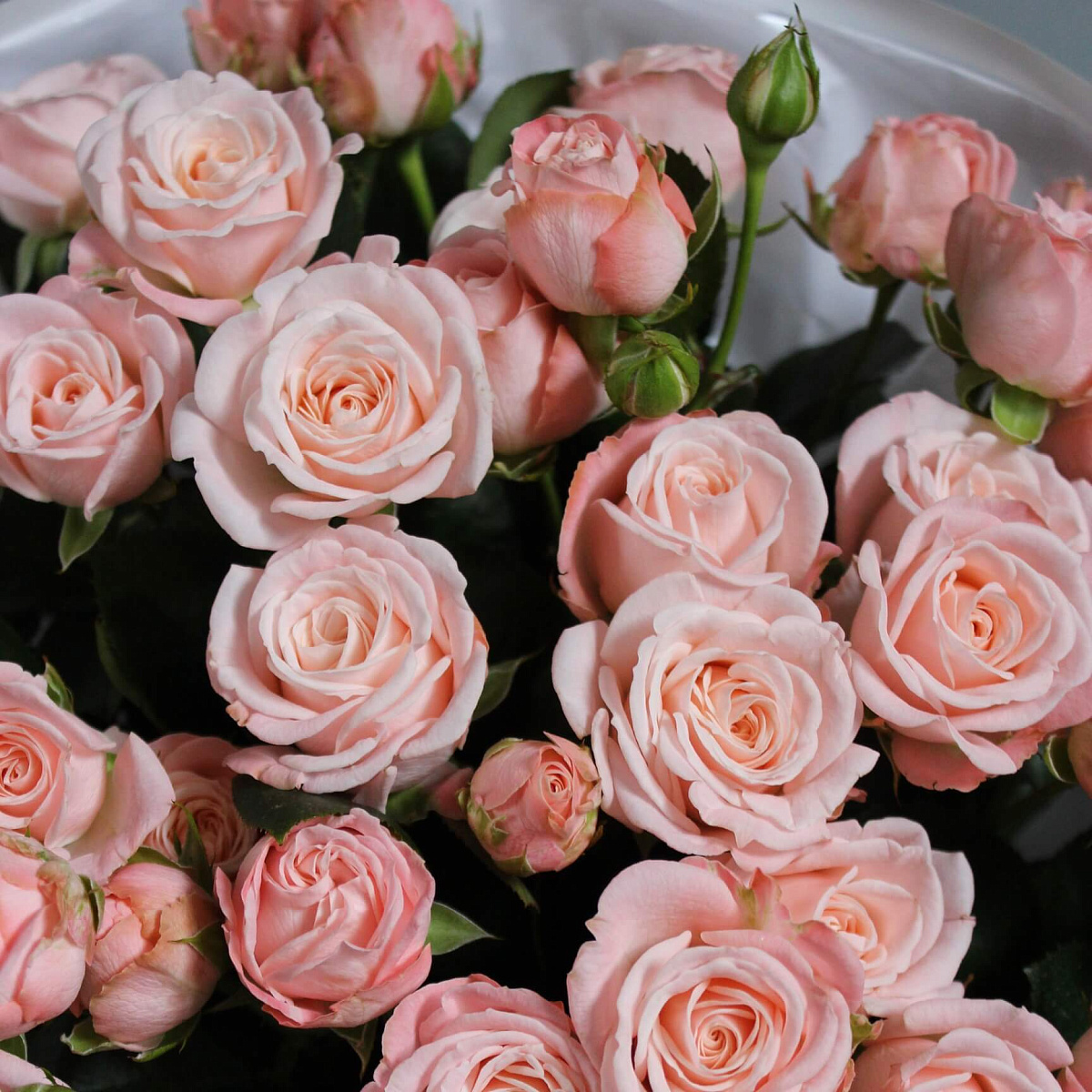 Букет из 9 веток пионовидной розы