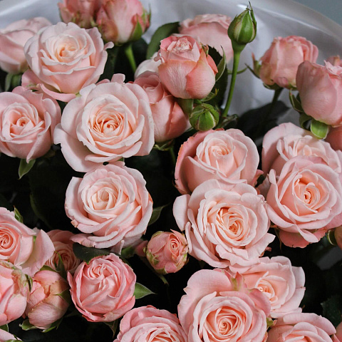 Кремовые розы: Букет из 9 веток пионовидной розы