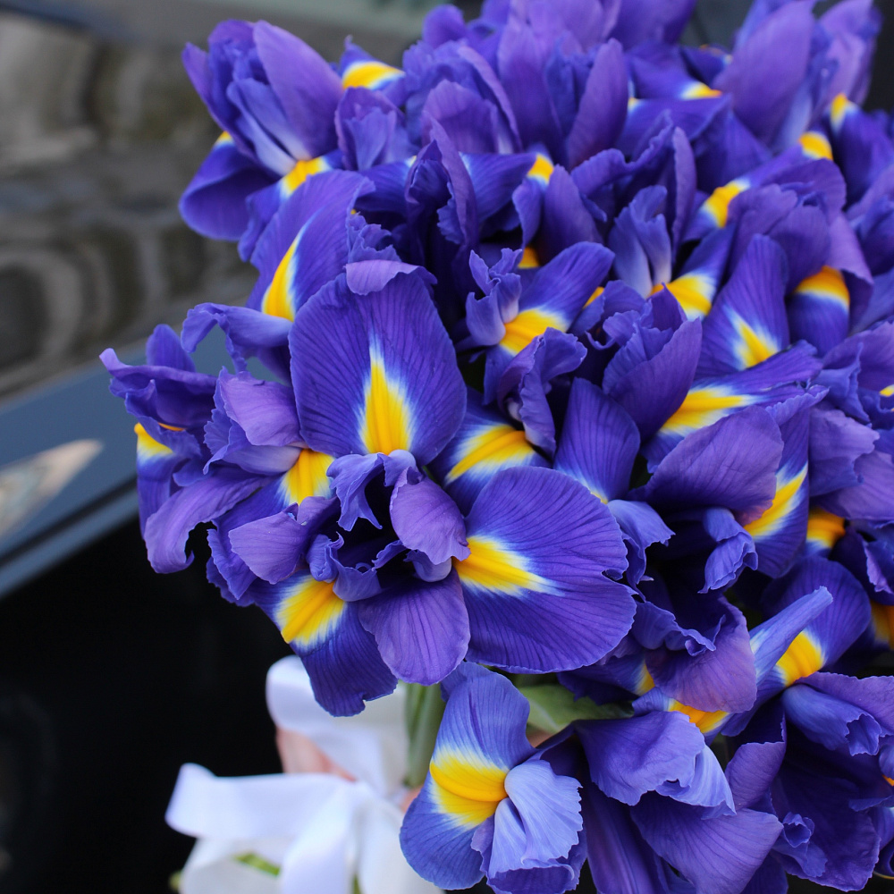 Букет из 25 ирисов