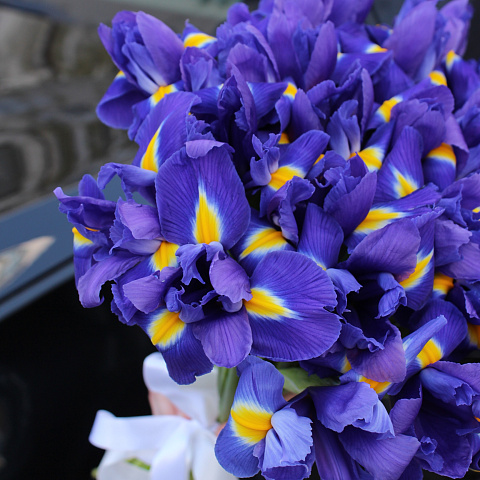 букет ирисов: Букет из 25 ирисов