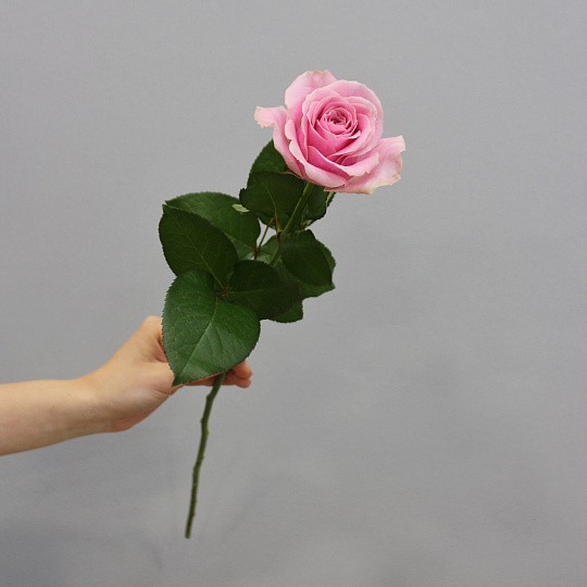 Розы поштучно: Роза Аваланж Пинк 60 см