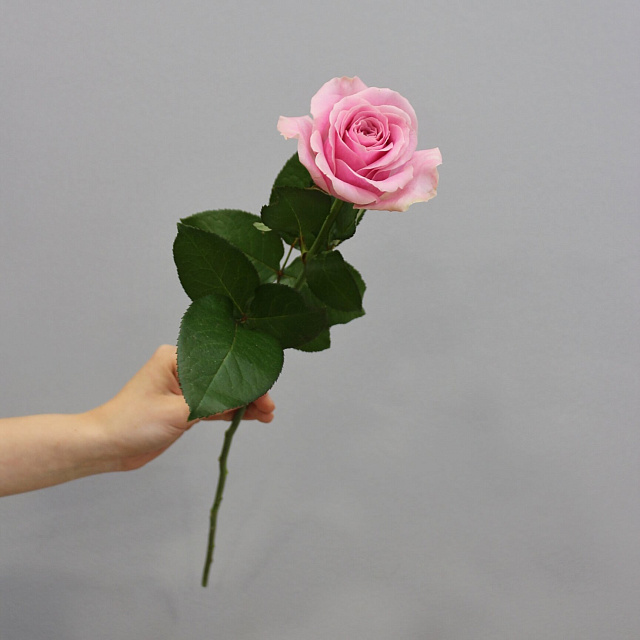 Розы поштучно: Роза Аваланж Пинк 60 см