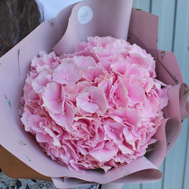 Цветы на праздник: Букет из розовой гортензии "Моно"