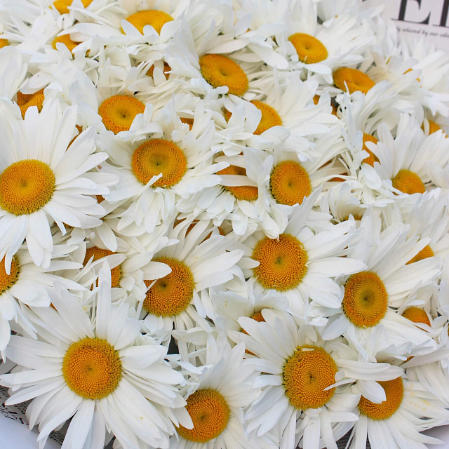 Букеты ромашек: Букет из 51 ромашки
