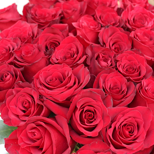 Букет красных роз: Букет из 35 роз Explorer 90 см