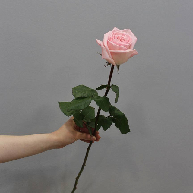 Розы поштучно: Роза Pink O'Hara 60 см (1 шт)
