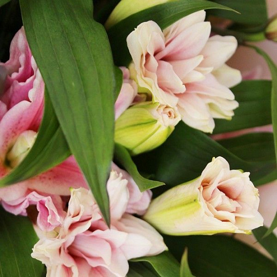 Пионовидные лилии