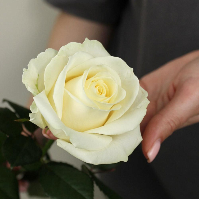 Роза белая Avalanche 60 см - изображение 2