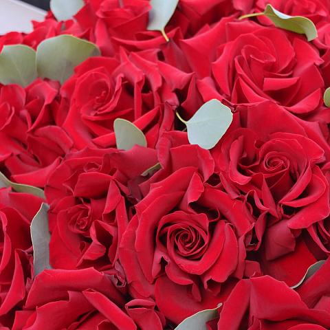 Цветы премиум-класса: Букет из 25 вывернутых роз Эксплорер в оформлении