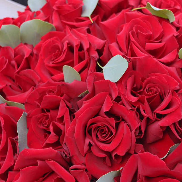 Цветы: Букет из 25 вывернутых роз Эксплорер в оформлении
