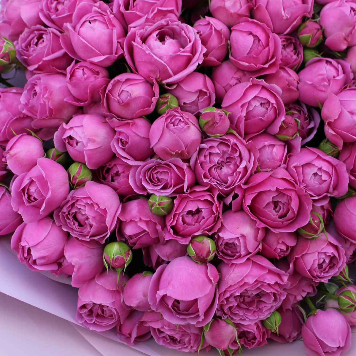 25 кустовых пионовидных роз 50 см