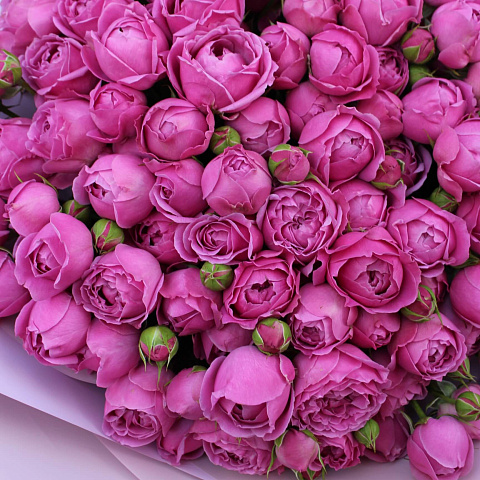 25 роз: 25 кустовых пионовидных роз 50 см