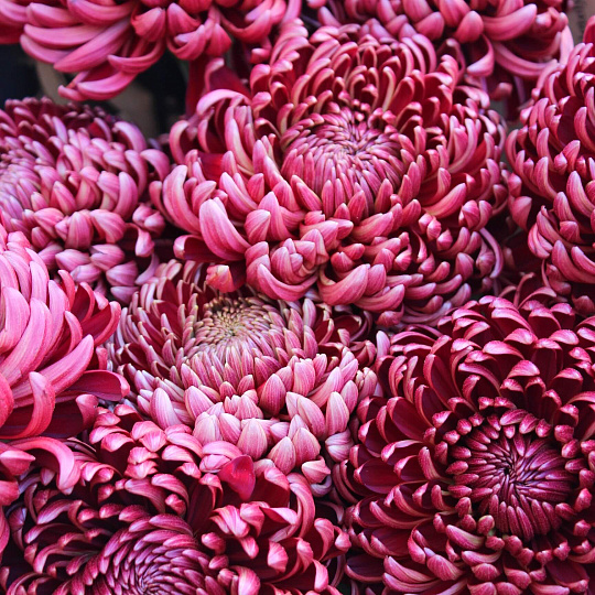 Хризантема Бигуди одноголовая