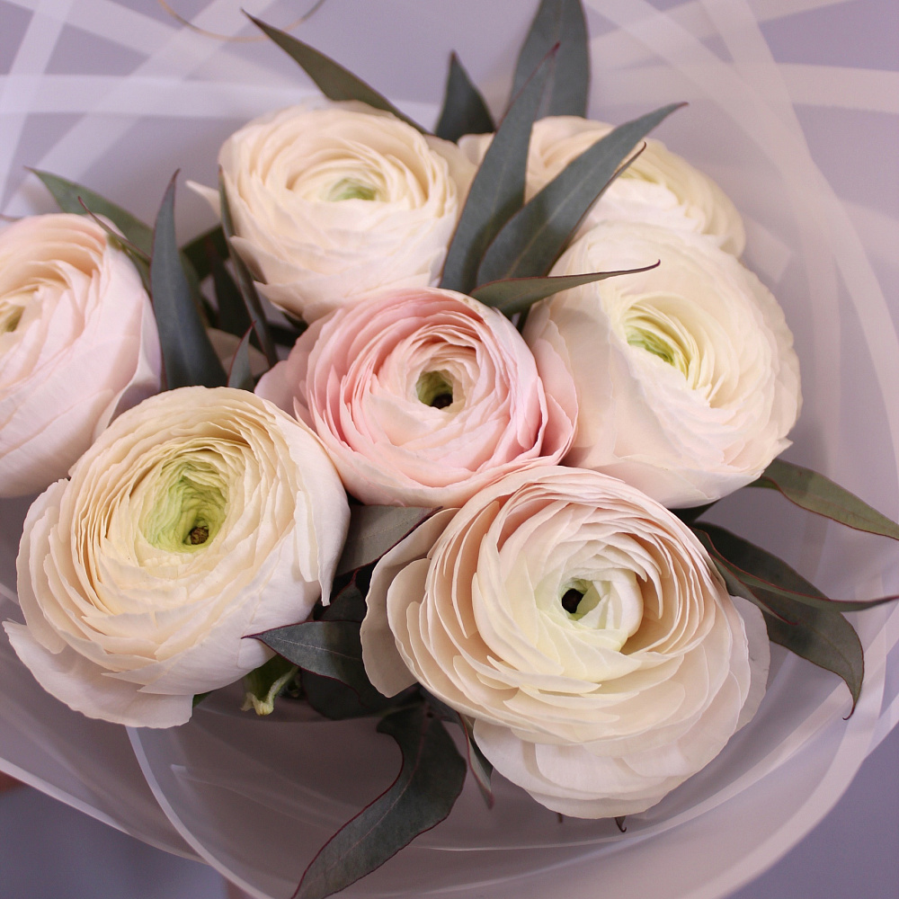 Букет из 7 шт ранункулюса Ханой