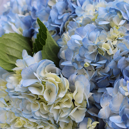 Цветы на 14 февраля: Букет из гортензии “Blue” 11 шт