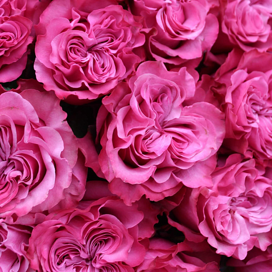 Букеты по акции: Букет из 25 импортных пионовидных роз