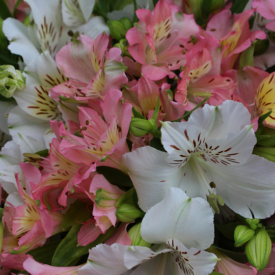 Подарки на 14 февраля: Альстромерии микс