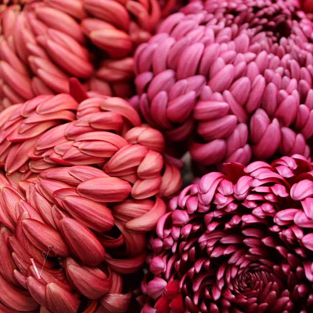 Цветы на праздник: Микс хризантем Бигуди