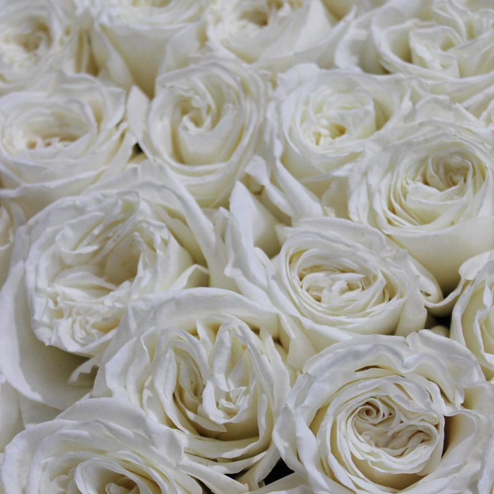 Букет из 75 роз Плайя Бланка 60 см