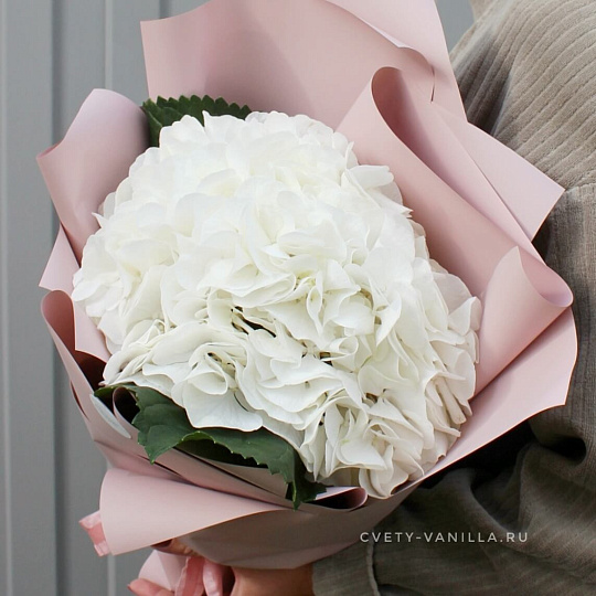 Белая гортензия