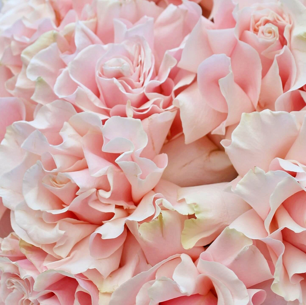 Букет из 11 роз Pink Mondial