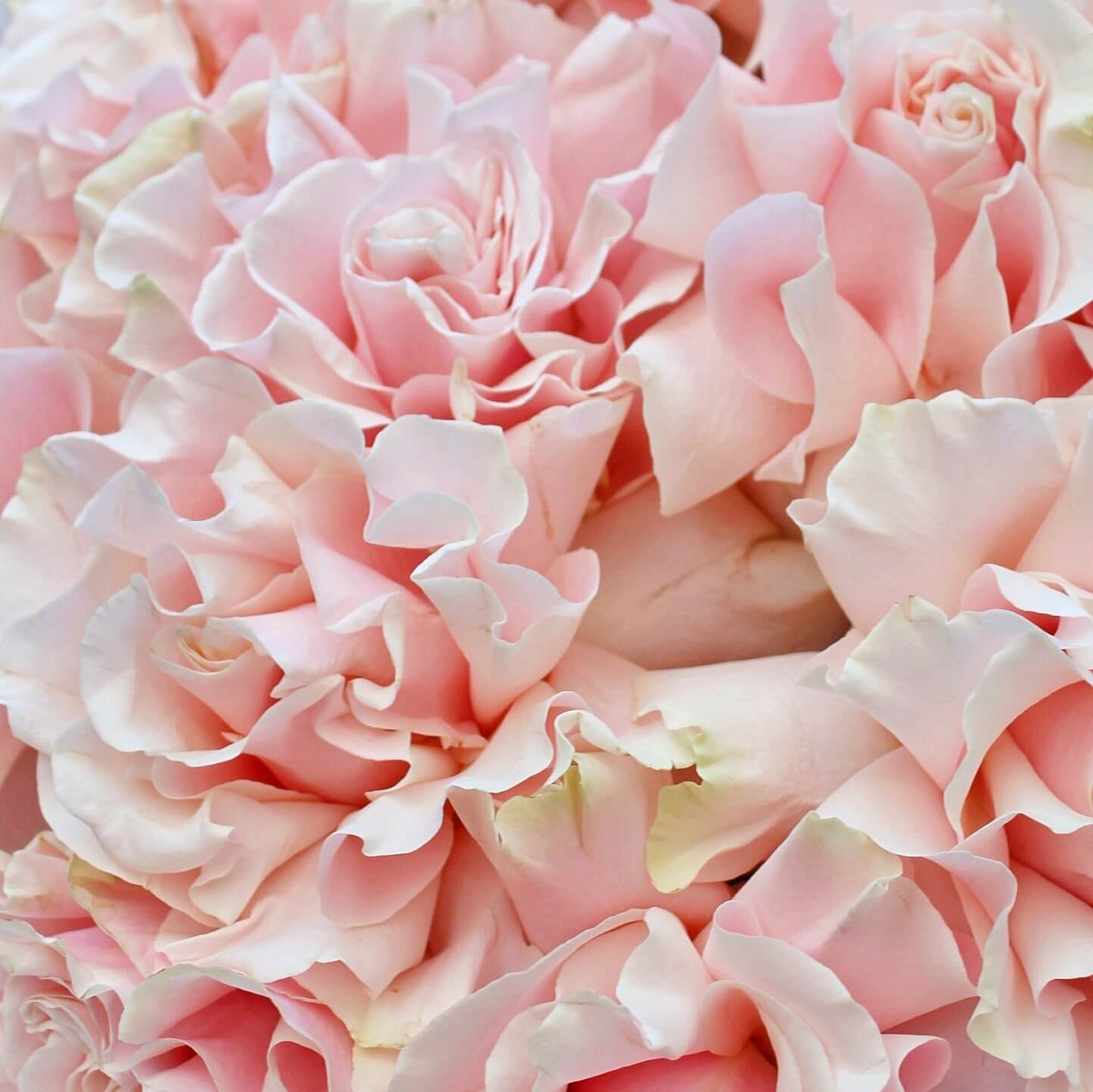 Букет из 11 роз Pink Mondial