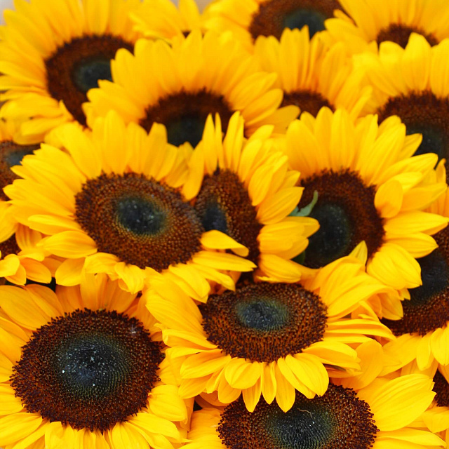 Цветы на праздник: Букет из 19 подсолнухов в крафтовой бумаге