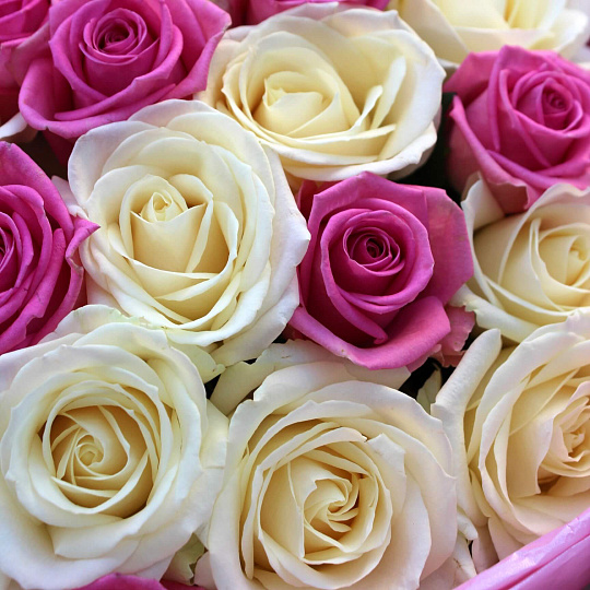 Цветы на 14 февраля: Букет микс белых и розовых роз 25 шт