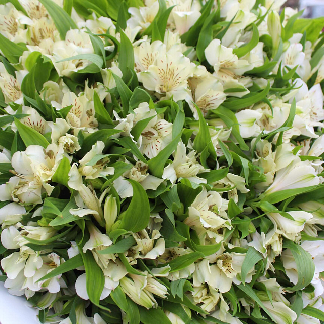 Цветы: Букет из белой альстромерии в нежном оформлении