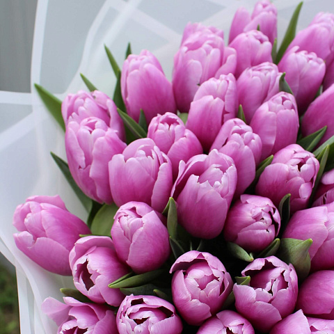 Букеты  девушке : Букет из 51 сиреневого тюльпана