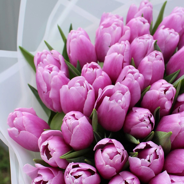 Цветы: Букет из 51 сиреневого тюльпана
