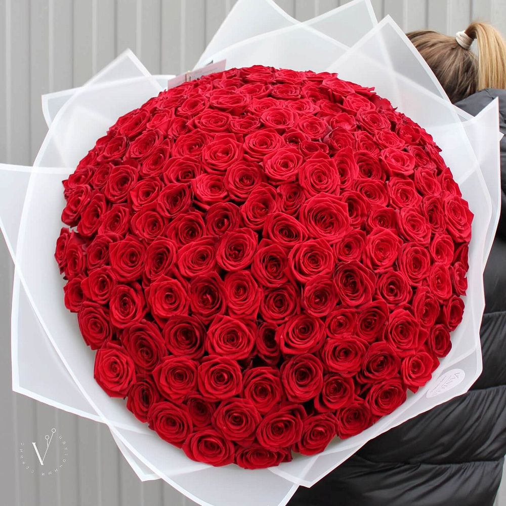 151 красная роза (70 см)