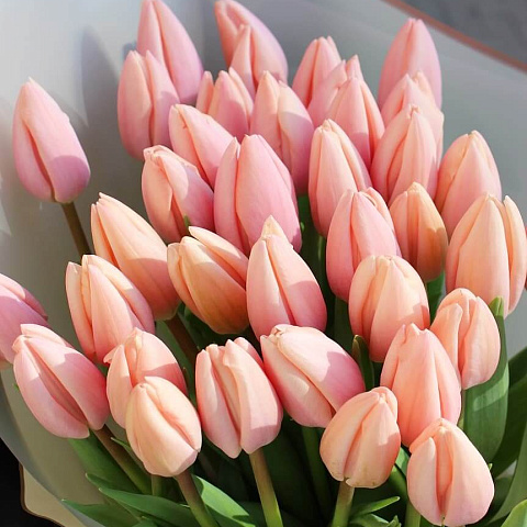 Зимние букеты  цветов с доставкой: 39 тюльпанов лососевого цвета