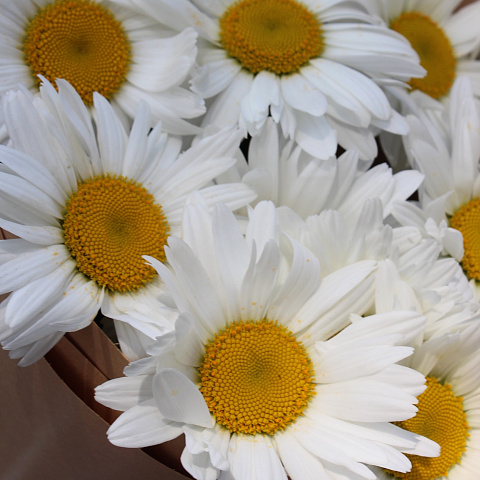 Букеты для ребенка: Букет из 15 ромашек в крафте