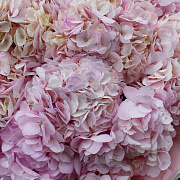 Букет из гортензии "Pink"