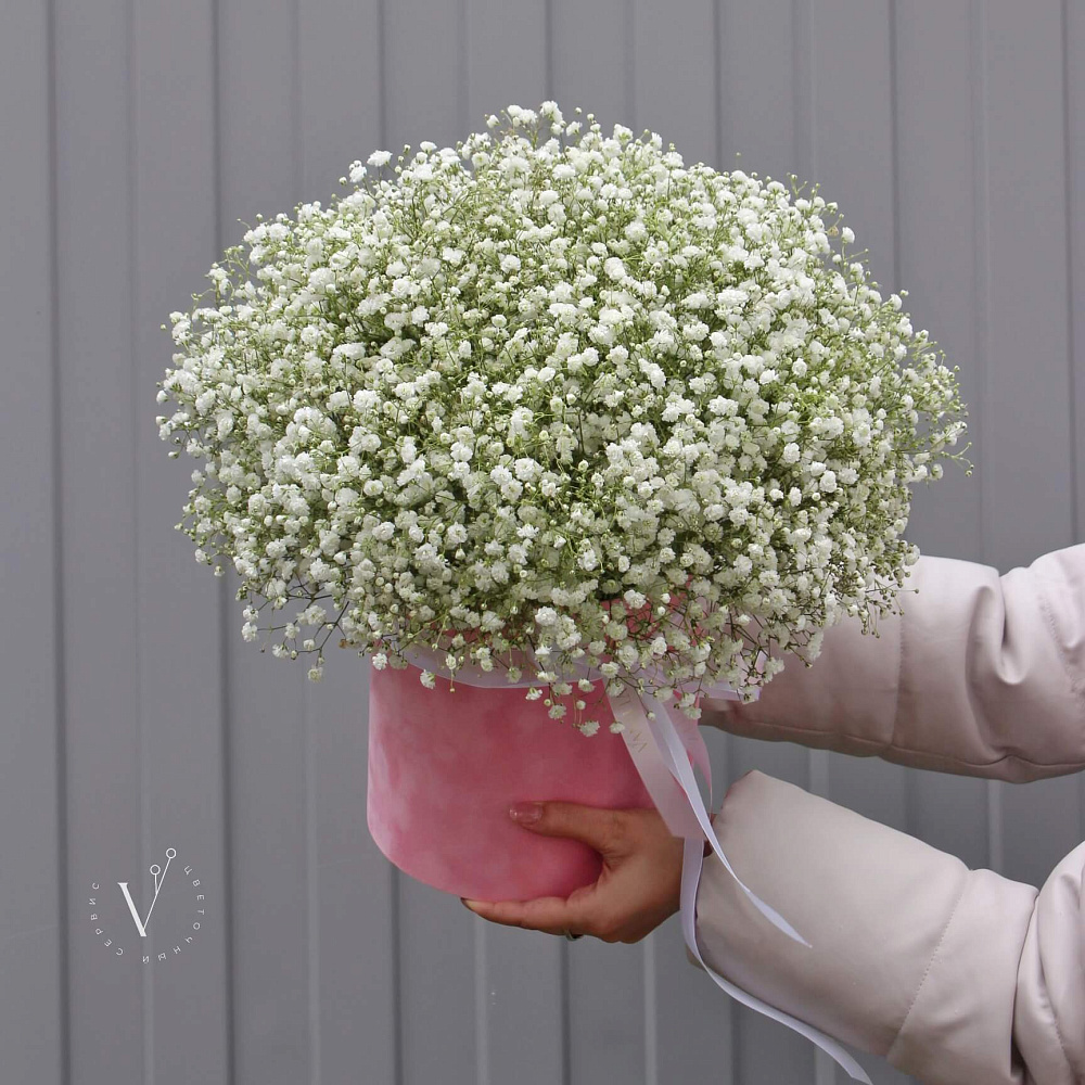 Белая гипсофила в цилиндре