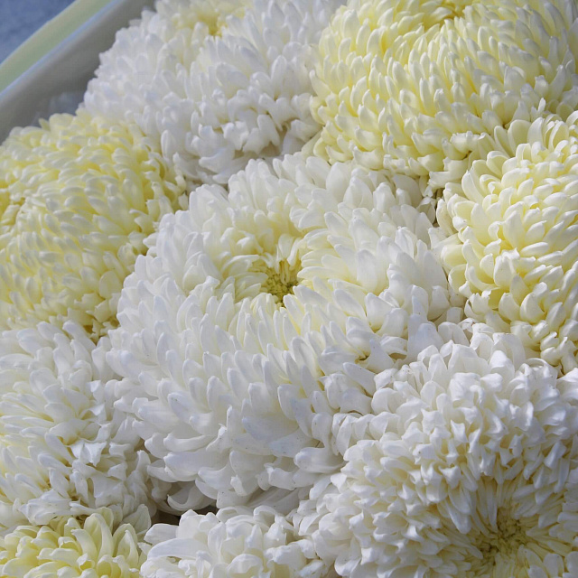 Цветы на праздник: Нежный микс хризантем «Лайм»