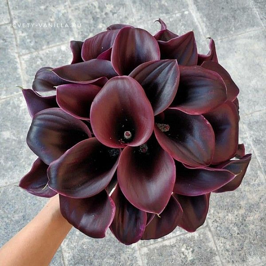 Букет из темных калл