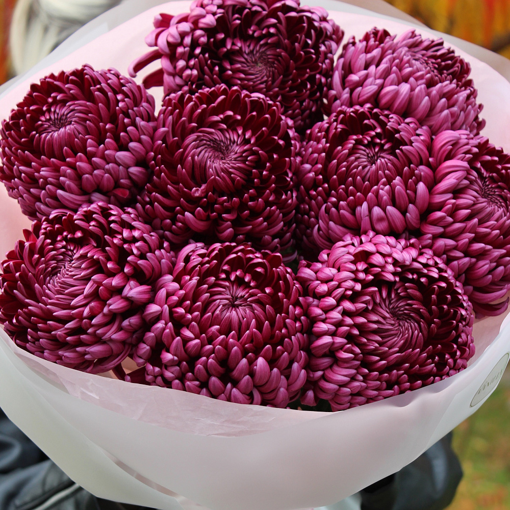 Букет из 9 хризантем Бигуди «Ягодный»