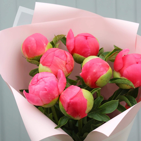 7 пионов Coral Charm в нежном оформлении