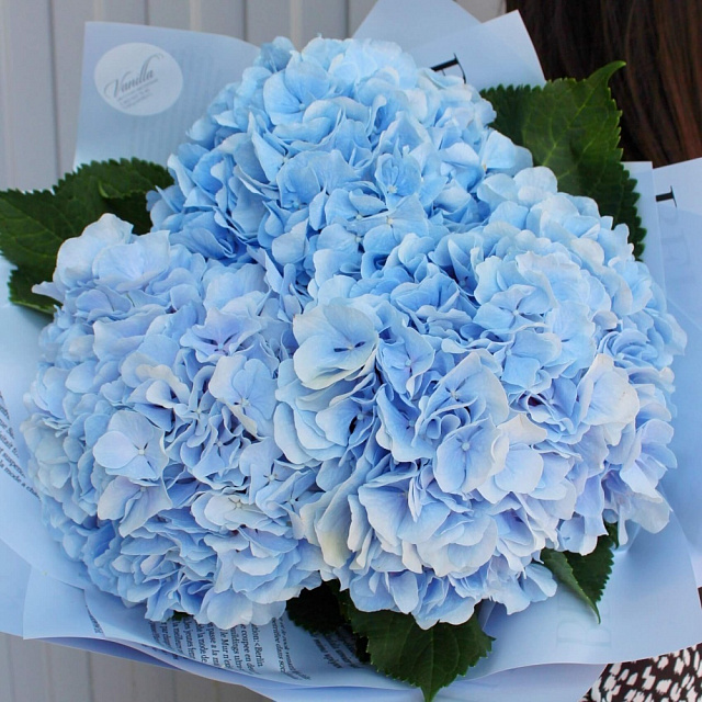 Цветы на праздник: Букет из голубых гортензий